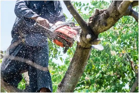 tree services Gray Court
